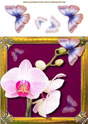 Framed Orchid