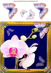 Framed Orchid 1