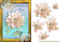 Water Lily