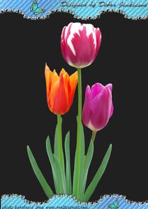 Tulips