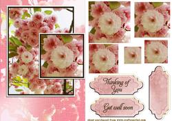 May Blossom