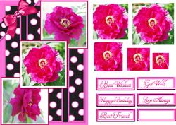 Pink Peony on Black