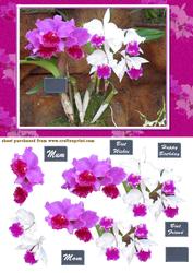 Orchid Delight