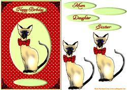 Snooty Siamese
