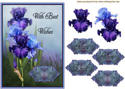 Blue Iris