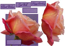 Simple Rose 1