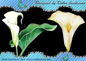 Arum Lilies