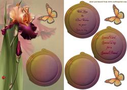 Iris for You