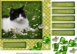 Purrfect Day