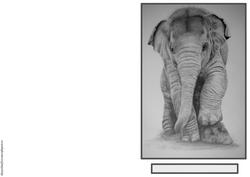 Baby Elephant