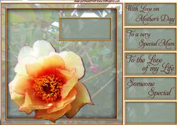 Peony Suprise