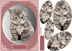 Pretty Kitty