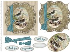 Square Bracket Shore Birds