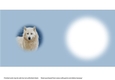 Snow Scene 8 Arctic Wolf wildlife scenic animals Christmas card Quick card full insert