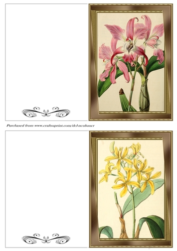 Botanicals - Laelia 2