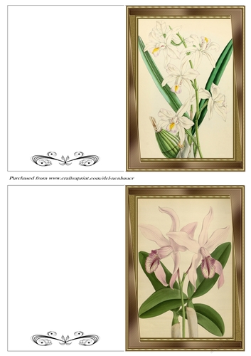Botanicals - Laelia 7