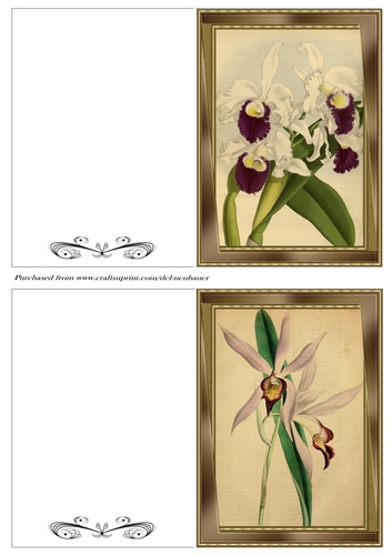 Botanicals - Laelia 8