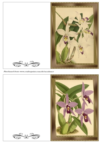 Botanicals - Laelia 10