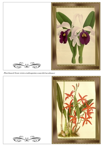 Botanicals - Laelia 14