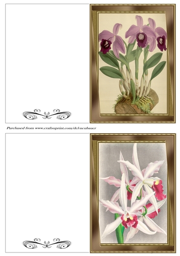 Botanicals - Laelia 15