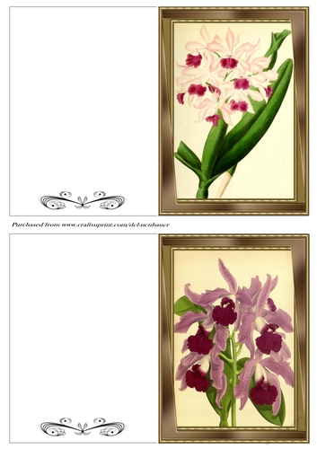 Botanicals - Laelia 17