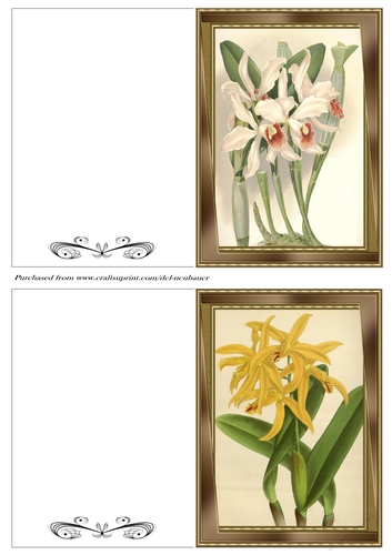 Botanicals - Laelia 18
