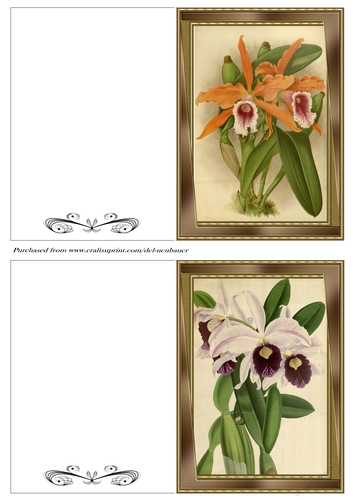 Botanicals - Laelia 20