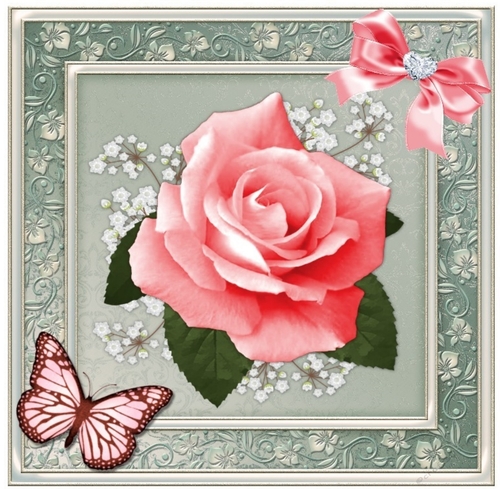 Pink Rose / butterfly