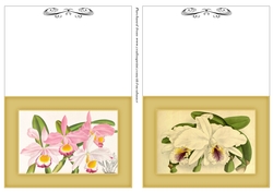 Botanicals - Cattleya LS 4