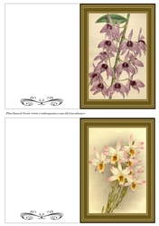 Botanicals - Dendrobium 9