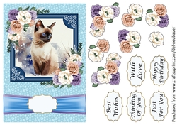 Cats - Siamese 3