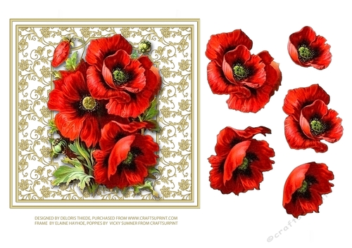 Lovely Red Poppies 