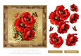 Lovely Poppies N Butterflies