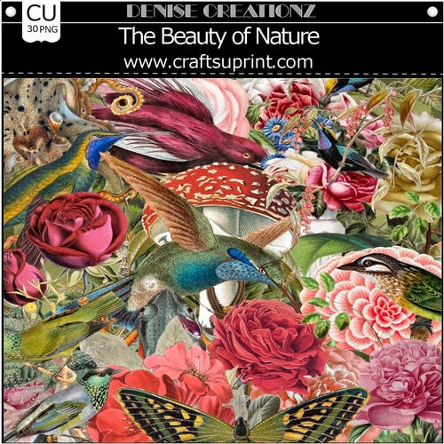 The Beauty of Nature