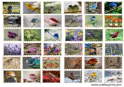 Birds Stams