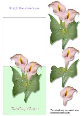 Arum Lily