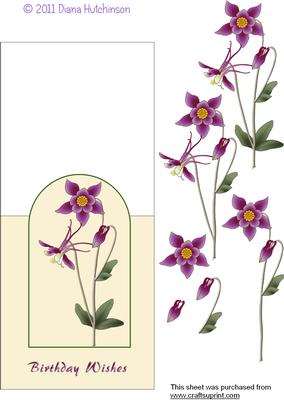 Aquilegia