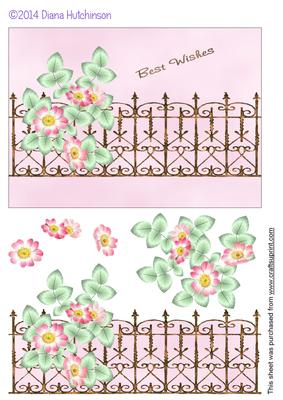 Dog Rose with Iron Fence