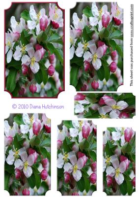 Crab Apple Blossom Pyramage