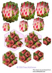 Protea Pyramage