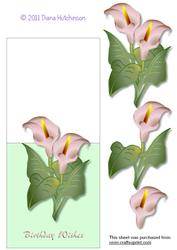Arum Lily