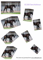Race Horse Spyramage