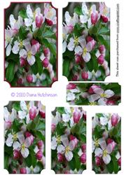 Crab Apple Blossom Pyramage