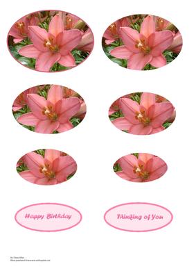 Oval Pink Lily Pyramid Sheet