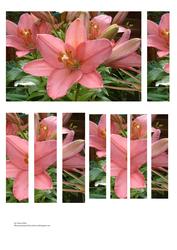 Pink Lily Panel