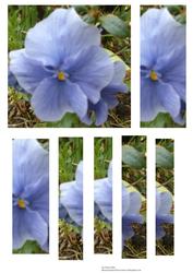 Pansy 3D Panel Sheet