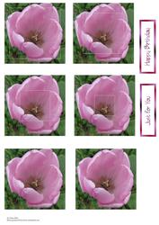 Pink Tulip Two in One Pyramid Sheet
