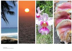 Tropical Image Bookmarks