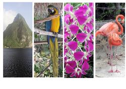 Tropical Image Bookmarks 1