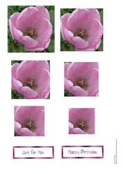 Pink Tulip Pyramid Sheet